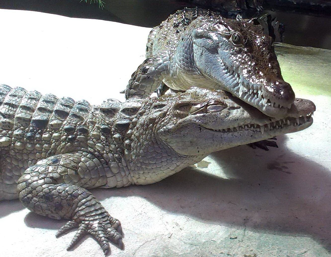A. Rauhaus Philippine Crocodile at Cologne Zoo
